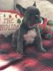 French Bulldog Puppies for sale in Central California, CA, USA. price: NA