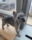 male french bulldog puppy available for new home