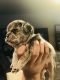 French Bulldog Puppies for sale in Montgomery, IL, USA. price: $5,000