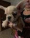 French Bulldog Puppies for sale in ON-401, Lakeshore, ON, Canada. price: $1,500
