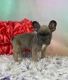 French Bulldog Puppies for sale in Canton, OH, USA. price: $2,500