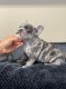French Bulldog Puppies for sale in Crosby, TX 77532, USA. price: NA