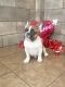 French Bulldog Puppies for sale in Rochester, NY, USA. price: $4,500