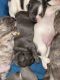 French Bulldog Puppies for sale in Hermitage, Nashville, TN, USA. price: NA
