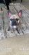 French Bulldog Puppies for sale in Oak Lawn, IL 60453, USA. price: NA