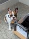 French Bulldog Puppies for sale in Columbia, IL 62236, USA. price: NA