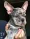 French Bulldog Puppies for sale in Manhattan, New York, NY, USA. price: $15,000