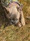 French Bulldog Puppies for sale in Cedar City, UT 84720, USA. price: NA