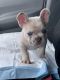Cutest Frenchie for Sale/ 7 weeks old
