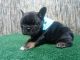 French Bulldog Puppies for sale in City of Orange, NJ 07050, USA. price: $3,000