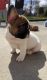 French Bulldog Puppies for sale in Buffalo, NY, USA. price: NA