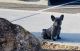 French Bulldog Puppies for sale in Henderson, NV, USA. price: $5,000