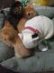 French Bulldog Puppies for sale in Del Rio, TX 78840, USA. price: NA