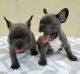 Frenchie’s of Love