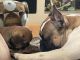 French Bulldog Puppies for sale in Calabasas, CA 91301, USA. price: NA