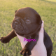 Solid black female French Bulldog