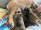 French Bulldog Puppies for sale in Henderson, NV 89052, USA. price: $5,000