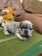 French Bulldog Puppies for sale in 2145 S Tonne Dr, Arlington Heights, IL 60005, USA. price: NA