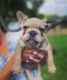 French Bulldog fluffy carriers