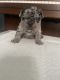 French bulldog puppies with Akc papers