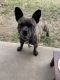 French Bulldog Puppies for sale in Blue Ridge, TX, USA. price: $650