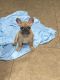 French Bulldog Puppies for sale in Palmetto, FL, USA. price: $3,000