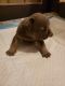 French Bulldog Puppies for sale in Chicago, IL, USA. price: NA