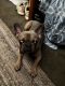 French Bulldog Puppies for sale in New Rochelle, NY, USA. price: $4,000