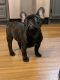 Winston Salem NC Male French Bulldog for sale. Black brindle