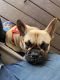 French bull dog needs home