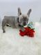 3 boy French bulldogs available for rehoming