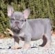 Quality chunky frenchie pups AKC .