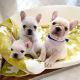 French Bulldog Puppies for sale in Seattle, WA, USA. price: $650