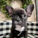 French Bulldog Puppies for sale in Helen, GA 30545, USA. price: NA