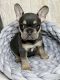 French Bulldog Puppies for sale in Round Rock, TX 78664, USA. price: $3,500