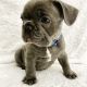 French Bulldog Puppies for sale in Bartlett, IL, USA. price: NA