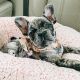 French Bulldog Puppies for sale in Nashville, TN, USA. price: $900