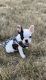 French Bulldog Puppies for sale in Chicago, IL 60660, USA. price: NA
