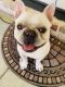 French Bulldog Puppies for sale in Southaven, MS, USA. price: $3,500