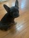 French Bulldog Puppies for sale in Brooklyn, NY, USA. price: $3,000