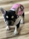 French Bulldog Puppies for sale in Southaven, MS, USA. price: $5,000