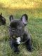 French Bulldog Puppies for sale in Kalispell, MT 59901, USA. price: $1,200
