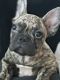 French Bulldog Puppies for sale in Newark, NJ, USA. price: $1,500