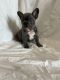 French Bulldog Puppies for sale in Niederwald, TX 78640, USA. price: $4,000