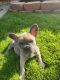 French Bulldog Puppies for sale in McKinney, TX, USA. price: $3,000