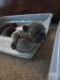 French Bulldog Puppies for sale in Berwyn, IL 60402, USA. price: NA