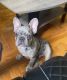 French Bulldog Puppies for sale in 1375 E 18th St, Brooklyn, NY 11230, USA. price: $2,700