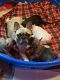 French Bulldog Puppies for sale in Snellville, GA, USA. price: NA