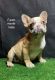 French Bulldog Puppies for sale in Utah County, UT, USA. price: NA
