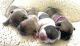 French Bulldog Puppies for sale in Utah County, UT, USA. price: NA